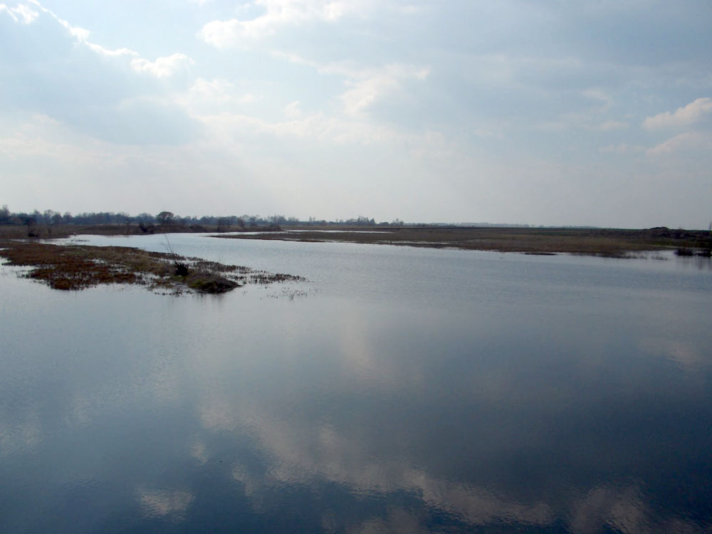 Лісна, Лісова